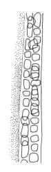 Seligeria diminuta, mid laminal cells from costa to margin. Redrawn from Vitt and Bartlett (1983).
 Image: R.C. Wagstaff © Landcare Research 2015 